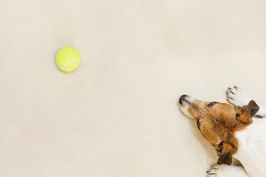 View from top on lazy dog lying on floor and looking at tennis ball
