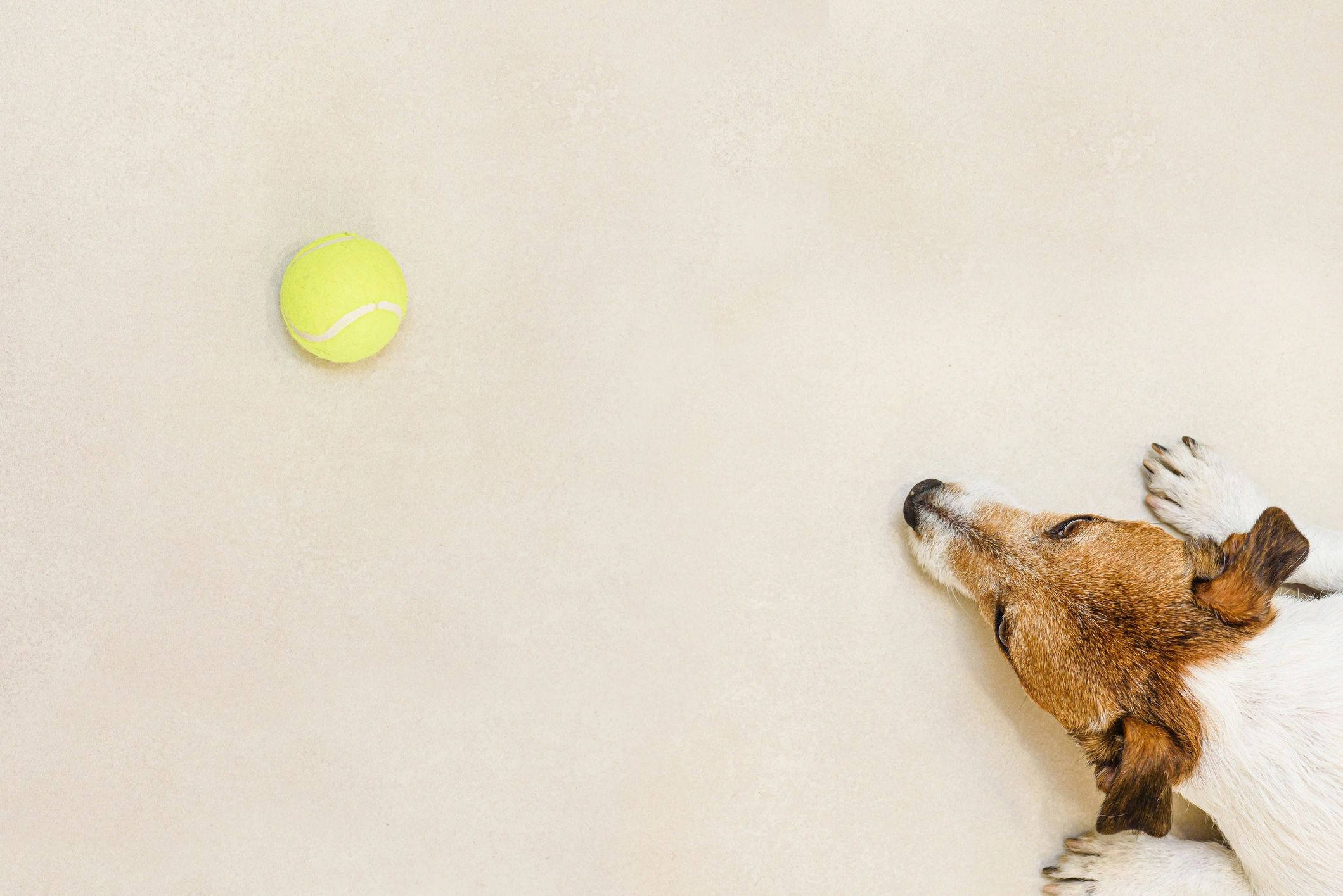 Dog lying on the floor looking at a tennis ball